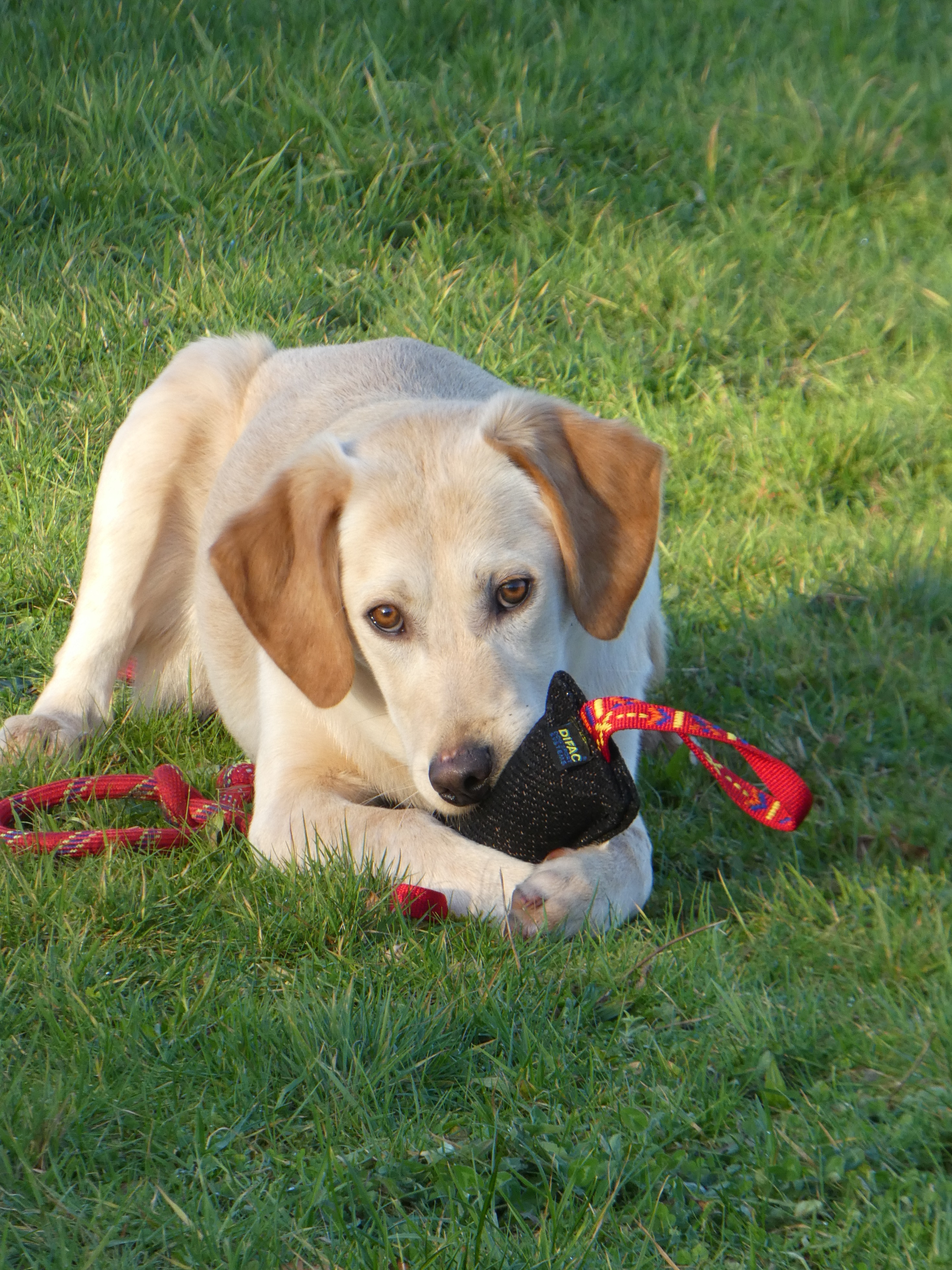 Educateur Canin Nougat Educateur Canin Nougat